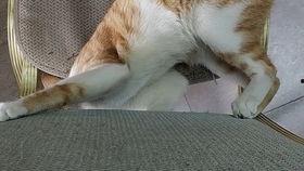 秃崽吃瓜视频链接下载免费,揭秘热门视频背后的趣味故事 第3张 秃崽吃瓜视频链接下载免费,揭秘热门视频背后的趣味故事 第3张