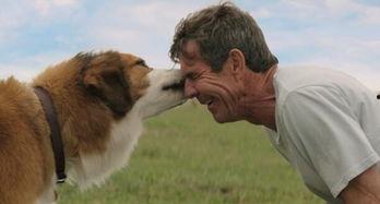 热点爆料小狗视频,萌态可掬引网友热议  第2张